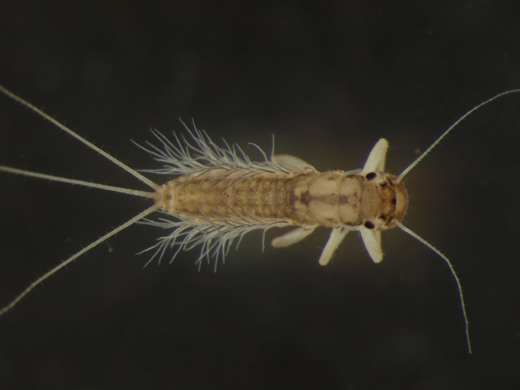 Habrophlebia lauta